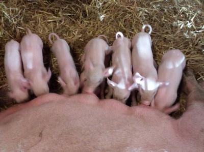 cochonnets qui têtent