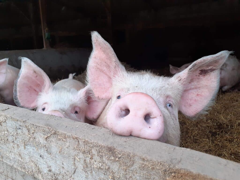 cochon qui fait coucou