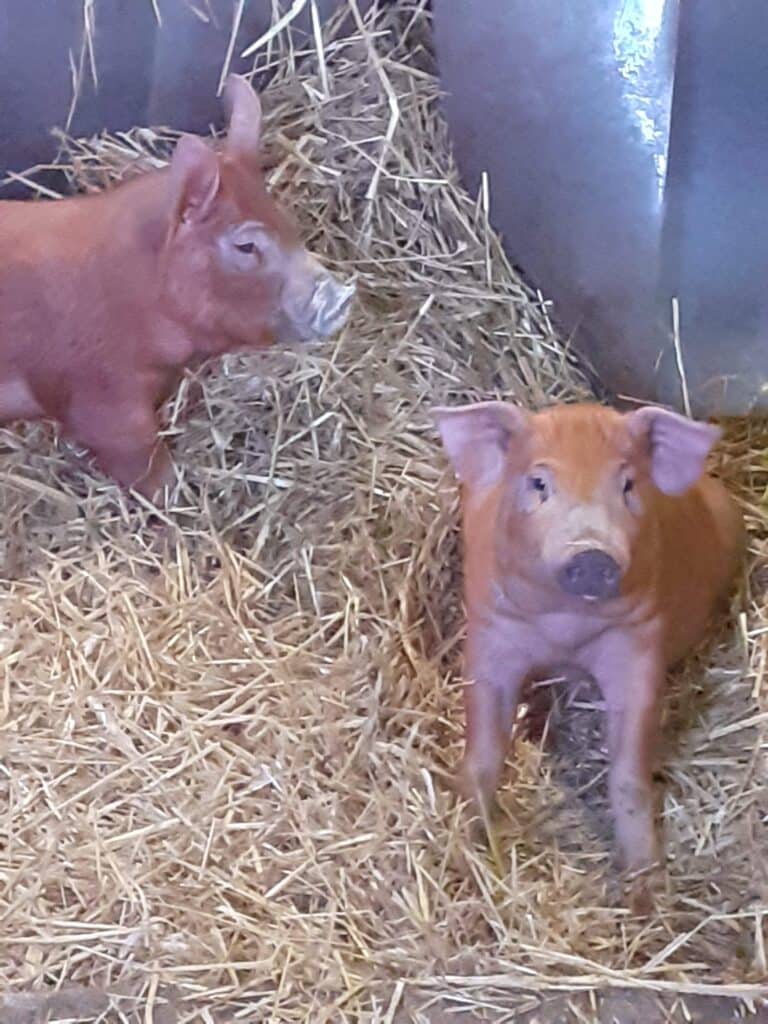 cochonnets roux