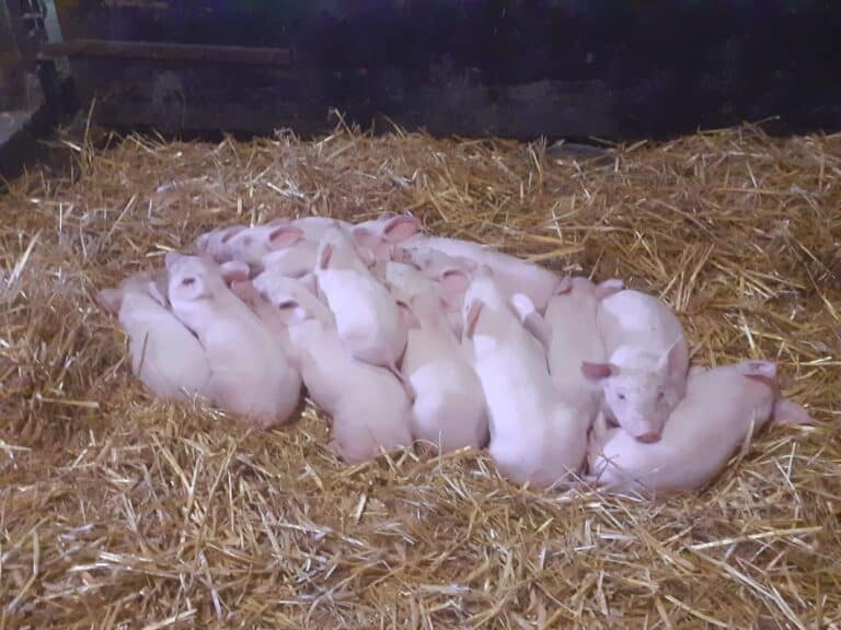 cochonnets qui dorment regroupés