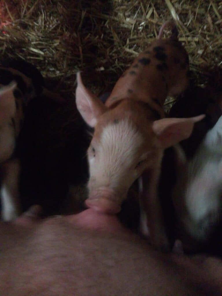 cochonnet qui tête